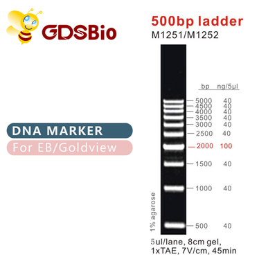 Escalera clásica M1251/M1252 de las escaleras y de los marcadores 500bp de la DNA
