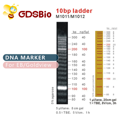marcador de la DNA de la escalera 10bp M1011 (50μg) /M1012 (50μg×5)