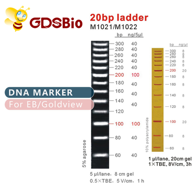 Electroforesis del gel de la escalera del marcador de la DNA los reactivo 20bp de la pureza elevada