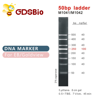 marcador de la DNA de la escalera 50bp M1041 (50μg) /M1042 (50μg×5)