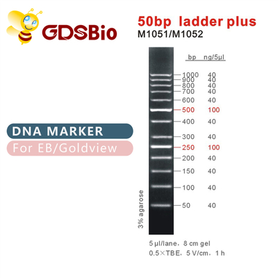 escalera 50bp más el marcador de la DNA M1051 (50μg) /M1052 (50μg×5)
