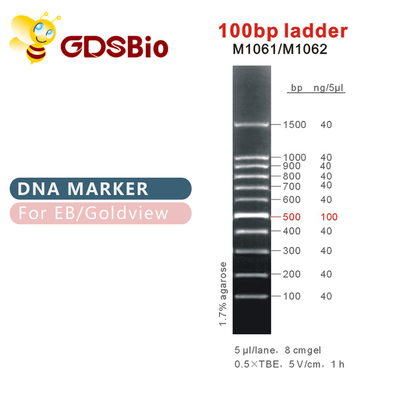 marcador de la DNA de la escalera 100bp M1061 (50μg) /M1062 (50μg×5)