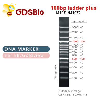 escalera 100bp más el marcador de la DNA M1071 (50μg) /M1072 (50μg×5)