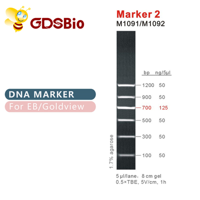 Escalera de la DNA del marcador 2 M1091 (50μg) /M1092 (50μg×5)