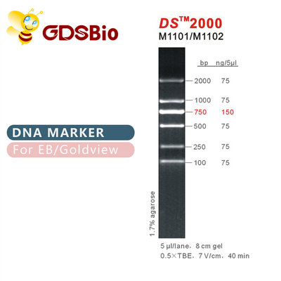 Escalera 2000 del marcador de la DNA del DS M1101 (50μg) /M1012 (50μg×5)