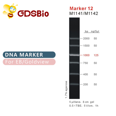Escalera M1141 (50μg) /M1142 (5×50μg) de la DNA del marcador 12