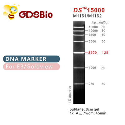 DS15000 escalera M1161 (50μg) /M1162 (5×50μg) del marcador de la DNA