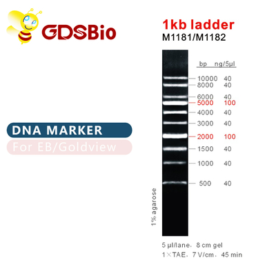 1kb electroforesis del gel de la escalera del marcador de la DNA de la escalera 1000bp