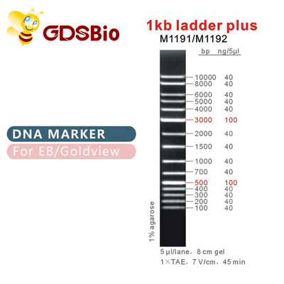 escalera 1kb más 1000bp el marcador M1191 (50μg) /M1192 (5×50μg) de la DNA