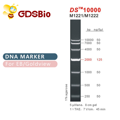 DS10000 escalera M1221 (50μg) /M1222 (5×50μg) del marcador de la DNA