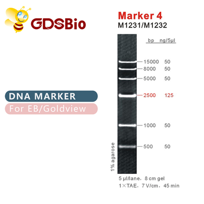 Escalera M1231 (50μg) /M1232 (5×50μg) de la DNA del marcador 4
