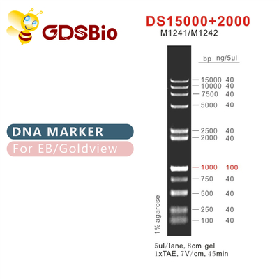 Escalera M1241 (50μg) /M1242 (5×50μg) del marcador de la DNA del DS 15000+2000