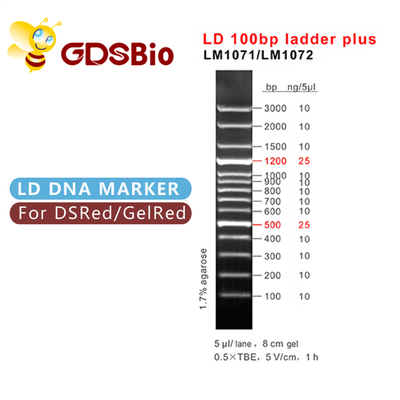 60 escalera del LD 100bp de las preparaciones más electroforesis del marcador de la DNA