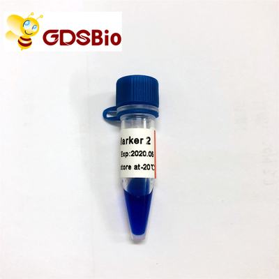 Marcador 2 del LD electroforesis GDSBio del marcador de la DNA de 60 preparaciones