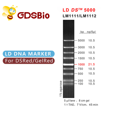 Aspecto azul de la electroforesis del marcador de la DNA de GDSBio LD DS 5000