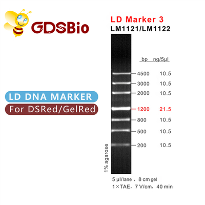 Electroforesis de la escalera de la DNA del marcador 3 del LD 60 reactivo de la pureza elevada de las preparaciones