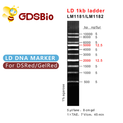 Marcador de la DNA de la escalera 1000bp del LD 1kb LM1181 (50 preparaciones) /LM1182 (50 preps×5)