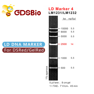 Escalera de la DNA del marcador 4 del LD LM1231 (50 preparaciones) /LM1232 (50 preps×5)