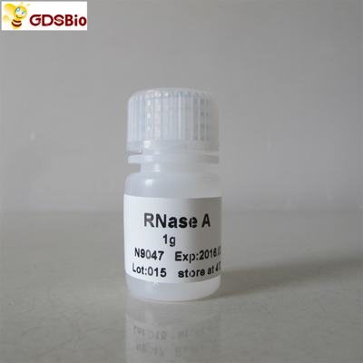 ARNasa blanca del polvo un gato del polvo. No.N9047 1g GDSBio