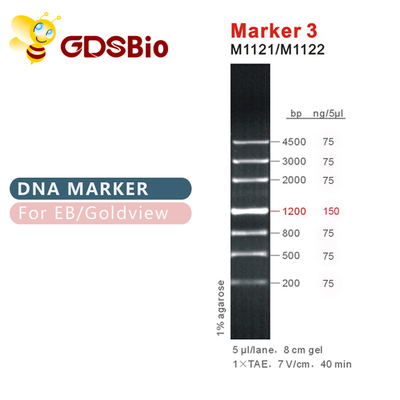 Aspecto azul de la electroforesis del gel del marcador de la DNA del marcador 3 de GDSBio