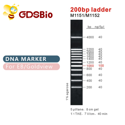 Escalera clásica GDSBio de la electroforesis 500bp del marcador de la DNA