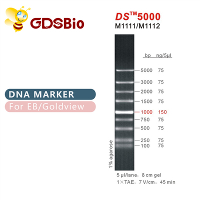 marcador de la electroforesis de la DNA de 1000bp DS 5000, escalera de la DNA para el gel del ARN