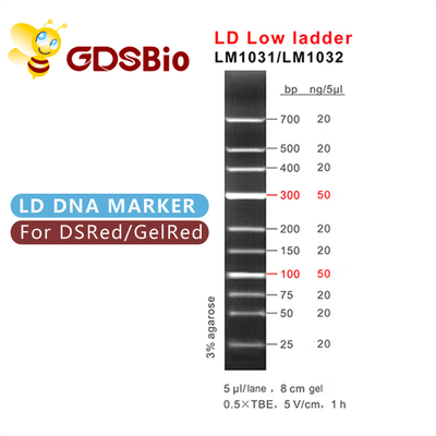 electroforesis baja del marcador de la DNA de la escalera de 100bp 300bp LD