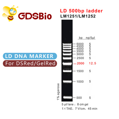 electroforesis del gel de la escalera de la DNA de 500bp LD 60 preparaciones