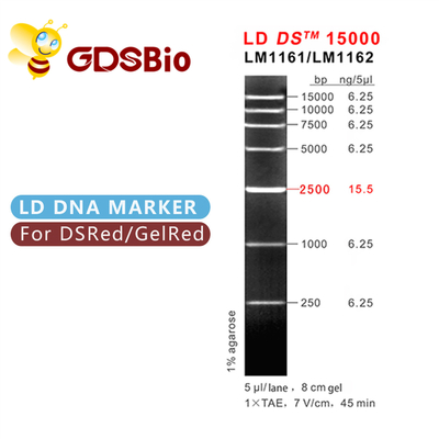 Electroforesis del marcador de la DNA del LD DS 15000bp 15kb 50 preparaciones